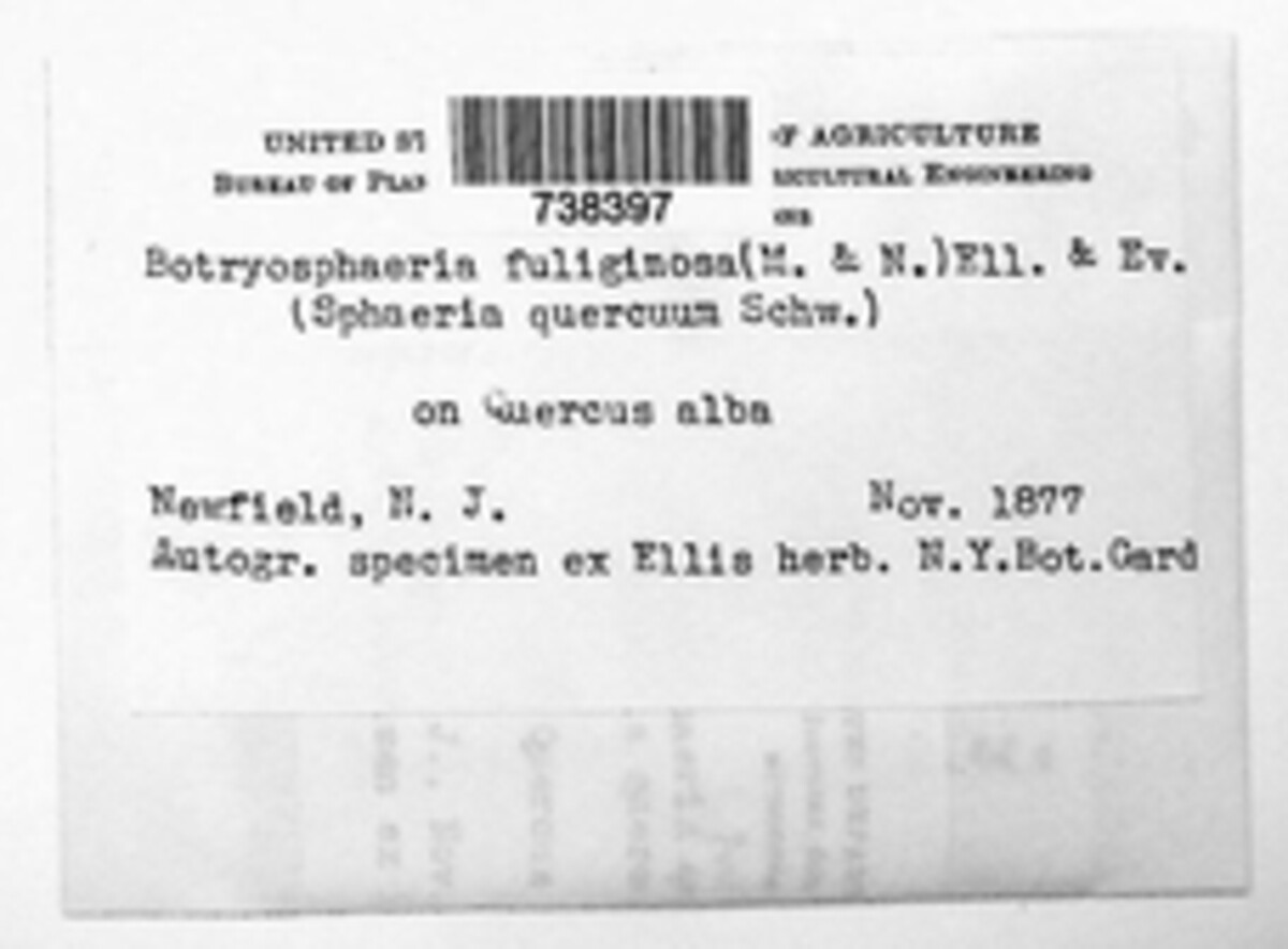 Godronia fuliginosa image